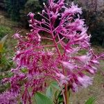 Neomirandea chiriquensis Flor