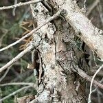 Juniperus scopulorum Bark