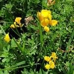 Lotus corniculatus Flor