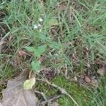 Lobelia inflataFlower