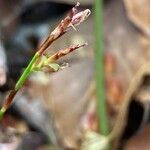 Carex digitata Blomst