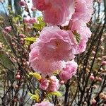 Prunus triloba Blüte