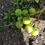 Solanum torvum Fruit