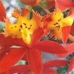 Epidendrum radicans ফুল