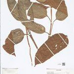 Ischnosiphon puberulus Hoja