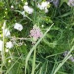 Achillea distansFlower