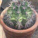 Melocactus oreas Hoja