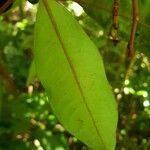 Ardisia liesneri Blad