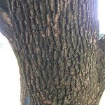 Quercus virginiana Kôra