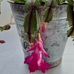 Schlumbergera bridgesii Flor