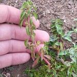 Ludwigia palustris Leaf