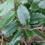 Ilex meserveae Blatt