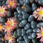 Conophytum bilobum Λουλούδι