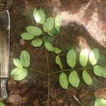 Garcinia epunctata Φύλλο