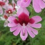 Schizanthus pinnatus Floare