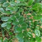 Sophora tomentosa Leaf