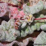 Nemacaulis denudata Hábito
