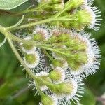 Ageratina adenophora Blüte