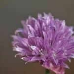 Allium lineare Blomma