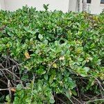 Viburnum suspensum Συνήθη χαρακτηριστικά