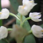 Polystachya obanensis Flower