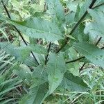 Senecio ovatus Leaf