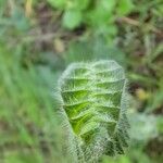 Salvia austriaca Leaf