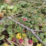 Cotoneaster horizontalisЛист