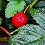 Potentilla indica ഫലം