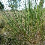 Spartium junceum Leaf