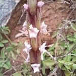 Striga gesnerioides Květ