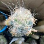 Oreocereus trollii Yaprak