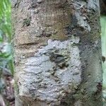Eugenia cupulata Bark