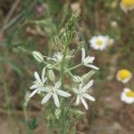 Ornithogalum narbonense Flower