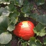 Cucurbita maxima Фрукт