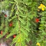 Senna surattensis Hoja