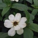 Zinnia spp. Blüte