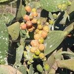 Opuntia ficus-indicaFrukt