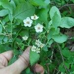 Vaccinium stamineum Floare