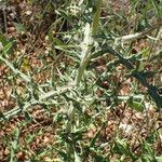 Echinops ritro Leaf