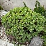 Aeonium balsamiferum 叶