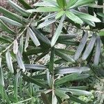 Podocarpus latifolius Φύλλο