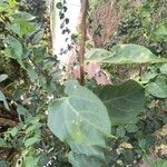 Bougainvillea × buttiana 葉