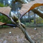 Quercus pontica Blatt