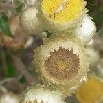 Helichrysum foetidum Žiedas