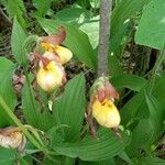 Cypripedium parviflorum Virág