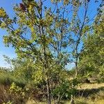 Quercus pubescens Plante entière