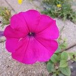 Petunia × atkinsiana Kukka