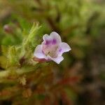 Limnophila sessiliflora Hábito