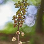 Epipactis purpurata Květ